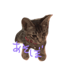 きょうのジンベエ（個別スタンプ：1）