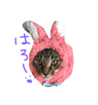 きょうのジンベエ（個別スタンプ：4）