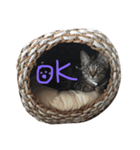 きょうのジンベエ（個別スタンプ：7）