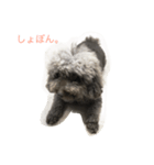 新井さんちのプーちゃん（個別スタンプ：4）