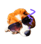 bangkaew dog（個別スタンプ：1）