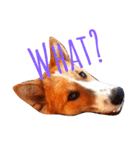 bangkaew dog（個別スタンプ：2）
