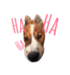 bangkaew dog（個別スタンプ：3）