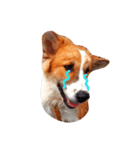 bangkaew dog（個別スタンプ：4）