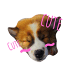 bangkaew dog（個別スタンプ：7）