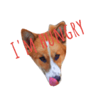 bangkaew dog（個別スタンプ：8）