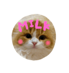 スコティッシュのMILKくん（個別スタンプ：1）