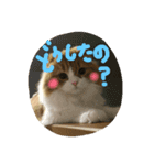 スコティッシュのMILKくん（個別スタンプ：2）