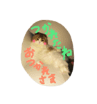 スコティッシュのMILKくん（個別スタンプ：4）
