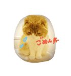 スコティッシュのMILKくん（個別スタンプ：7）