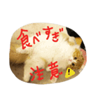 スコティッシュのMILKくん（個別スタンプ：8）