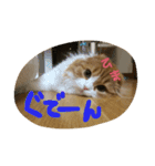 スコティッシュのMILKくん（個別スタンプ：9）