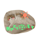 スコティッシュのMILKくん（個別スタンプ：11）