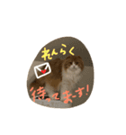 スコティッシュのMILKくん（個別スタンプ：13）