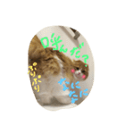 スコティッシュのMILKくん（個別スタンプ：14）