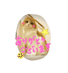 スコティッシュのMILKくん（個別スタンプ：16）