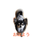 cyana（個別スタンプ：2）