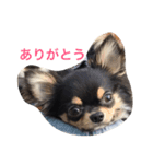 cyana（個別スタンプ：10）