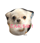 cyana（個別スタンプ：13）