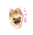 まめぴっぴ（個別スタンプ：2）