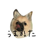 まめぴっぴ（個別スタンプ：6）