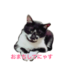 にゃんこハウス（個別スタンプ：3）