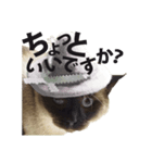 Siamese cat, Emily stickers（個別スタンプ：2）