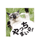 Siamese cat, Emily stickers（個別スタンプ：3）