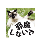 Siamese cat, Emily stickers（個別スタンプ：4）