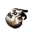 Siamese cat, Emily stickers（個別スタンプ：5）