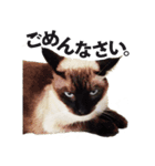 Siamese cat, Emily stickers（個別スタンプ：6）