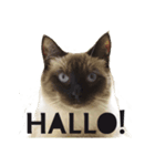 Siamese cat, Emily stickers（個別スタンプ：7）
