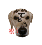 動物たちが物申す。（個別スタンプ：1）