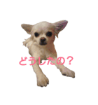 動物たちが物申す。（個別スタンプ：10）