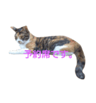 動物たちが物申す。（個別スタンプ：11）