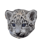 みんな大好き動物園（個別スタンプ：1）