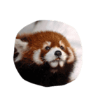 みんな大好き動物園（個別スタンプ：3）