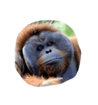 みんな大好き動物園（個別スタンプ：6）