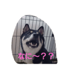 黒柴犬スタンプ（個別スタンプ：1）
