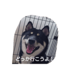 黒柴犬スタンプ（個別スタンプ：2）