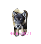 黒柴犬スタンプ（個別スタンプ：4）