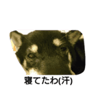 黒柴犬スタンプ（個別スタンプ：5）