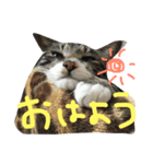 しみ（個別スタンプ：2）