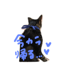 しみ（個別スタンプ：3）