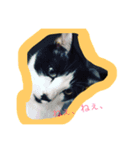 チョロりんこ（個別スタンプ：3）