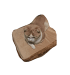 家の猫ちゃんたちの日常をスタンプに！（個別スタンプ：1）