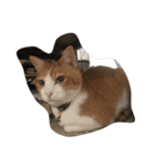 家の猫ちゃんたちの日常をスタンプに！（個別スタンプ：2）