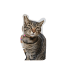 家の猫ちゃんたちの日常をスタンプに！（個別スタンプ：5）