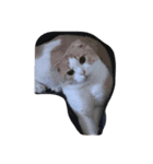 家の猫ちゃんたちの日常をスタンプに！（個別スタンプ：6）