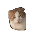 家の猫ちゃんたちの日常をスタンプに！（個別スタンプ：7）